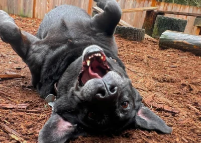 A happy black lab rolls on their back in the Camp Happy Paws play yard, ears flopped and mouth open in a big joyful grin