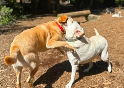 Dogs playing together in an open grassy area by the forest edge