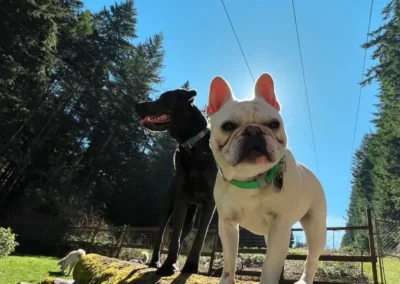 Two dogs sitting side by side on a forest trail