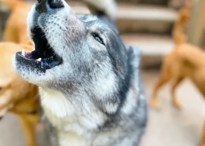 A husky howling during outdoor play at our Bothell day camp