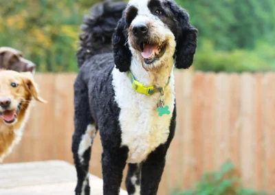 A happy doodle standing on a platform during outdoor play at our Bothell doggie daycare