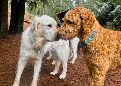 Two dogs touching noses in the forest play yard at our Mill Creek doggie daycare