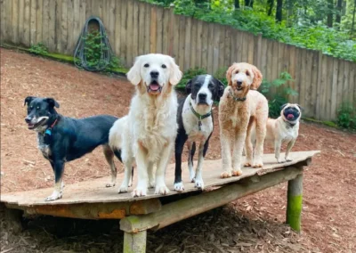 A group of dogs standing together on a wooden platform during outdoor play at our Bothell doggie daycare