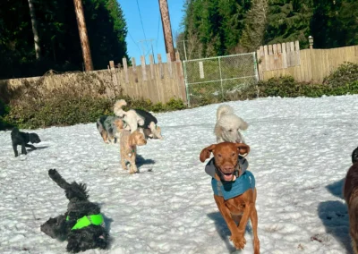Dogs running and rolling in the snow on a sunny day at our Mill Creek doggie daycare