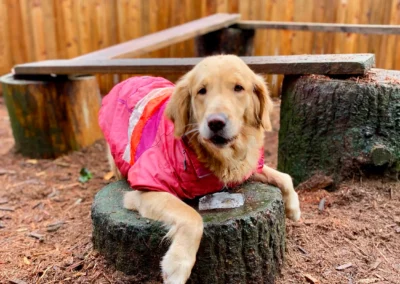 A golden retriever in a pink winter coat resting on a tree stump during kennel-free boarding in Bothell
