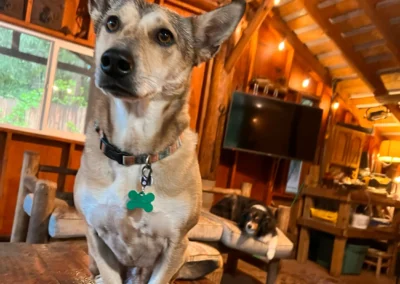 A dog sits alert on a table in the cozy cabin lounge while another dog relaxes on a chair during kennel-free boarding in Mill Creek