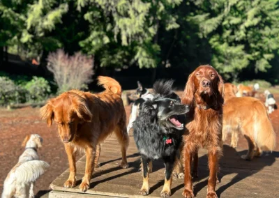 Three dogs stand together on a wooden platform in the sunshine while more dogs play in the background at our kennel-free dog daycare near Mill Creek