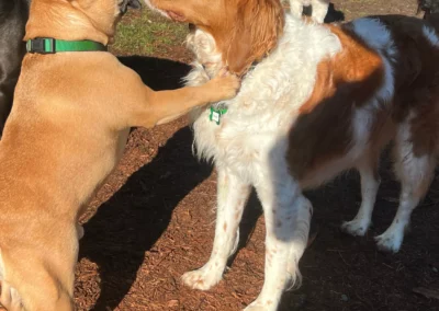Two dogs greeting nose to nose in the sunny play yard, with a few others wandering in the background