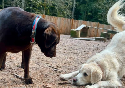 A white dog offering a playful bow to a chocolate dog in the forest play yard