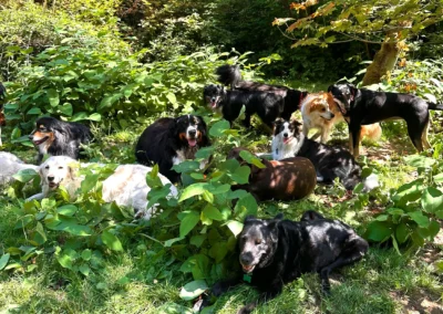A group of dogs lounging together in the shaded forest greenery at Camp Happy Paws