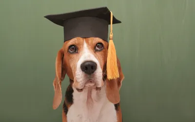 Introducing Play Packs: Flexible, Discounted Dog Daycare Package