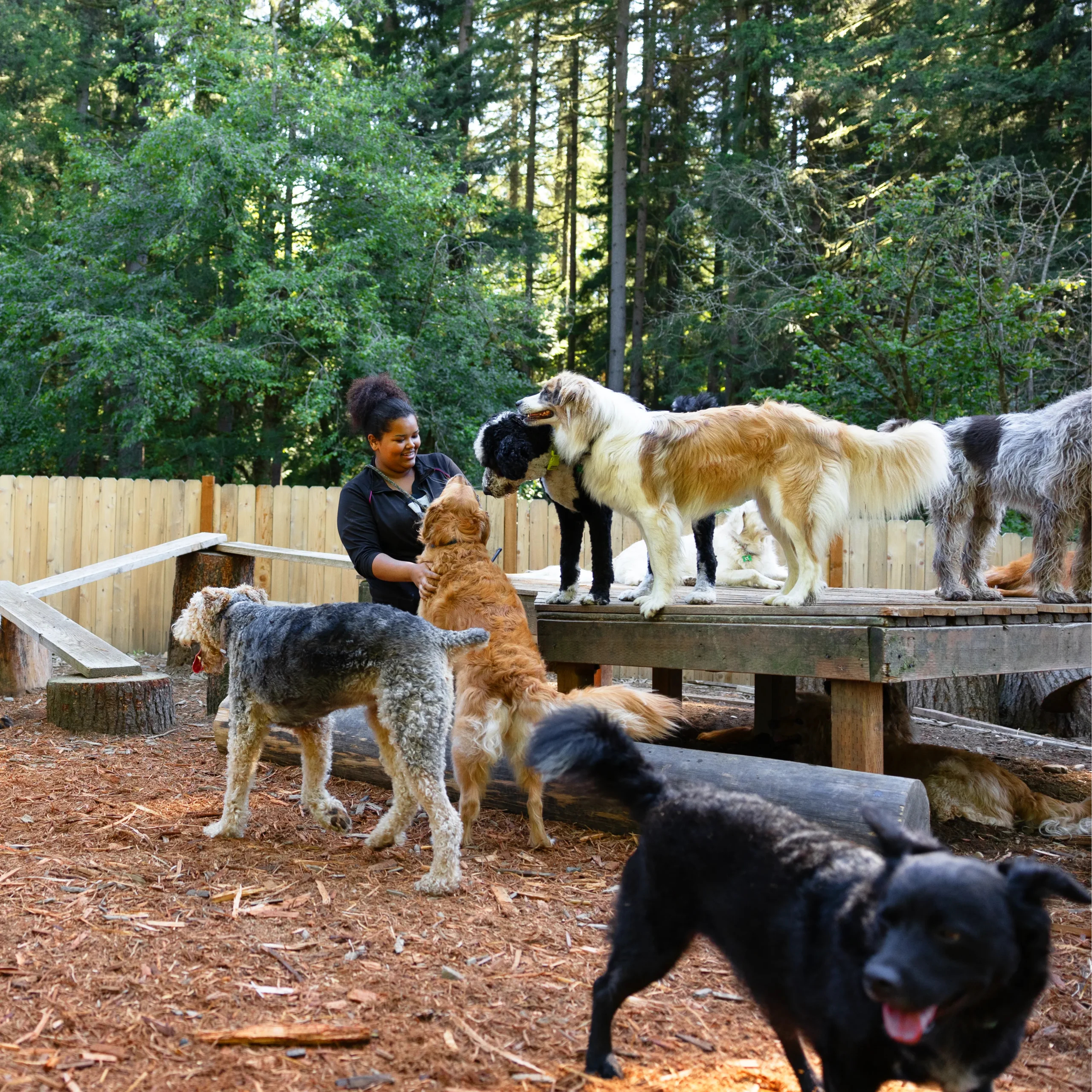 Staff member interacting with a group of dogs playing outdoors in the forest play yard at<br />Camp Happy Paws