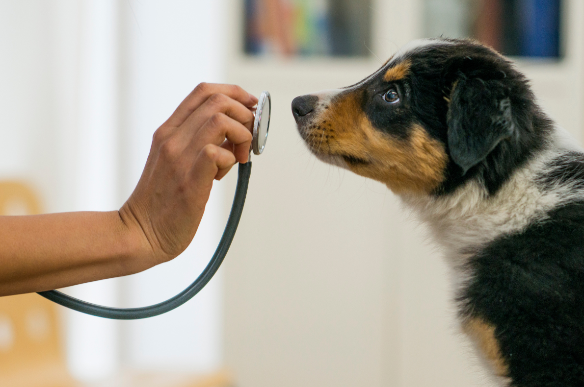 Dog sniffing a stethoscope during a health check or vet exam at Camp Happy Paws