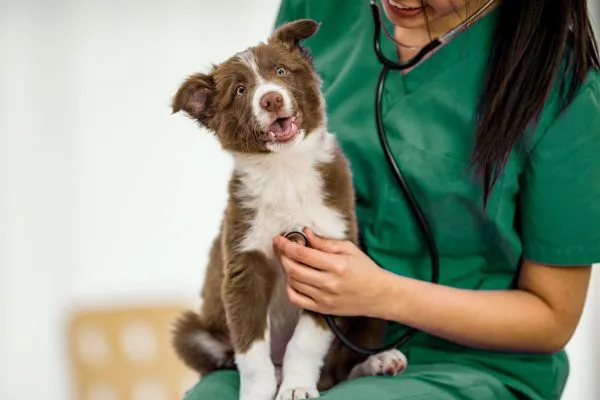 Dog receiving preventative health care to protect other campers from parasites during daycare play